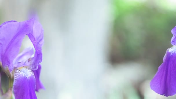 Ίριδας λουλούδια κοντά σε ένα φυσικό πράσινο φόντο στον κήπο — Αρχείο Βίντεο