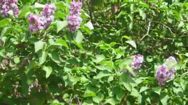 Lilac flowers on a tree. Green branch with spring selective focus — 비디오