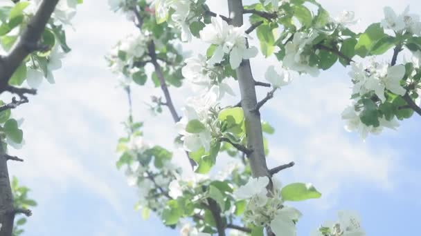 Blooming of decorative white apple and fruit trees over bright blue sky in colorful. — Stock Video