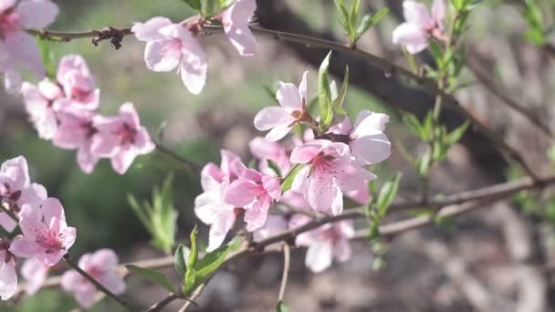 Fiore di pesca rosa Primo piano fioriture in giardino durante la fioritura primaverile . — Video Stock