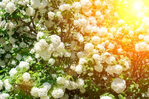 Flores Las Hortensias Forman Gorras Blancas Una Hermosa Planta Jardín —  Fotos de Stock
