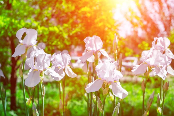 Flor Blanca Iris Que Florece Sobre Fondo Flores Naturaleza —  Fotos de Stock