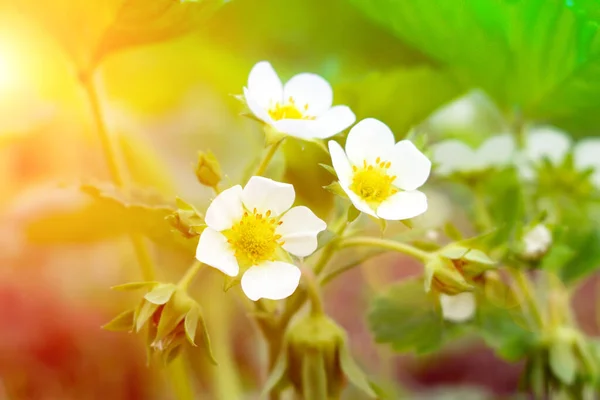 Flores Fresa Blanca Atardecer Cerca Enfoque Selectivo — Foto de Stock