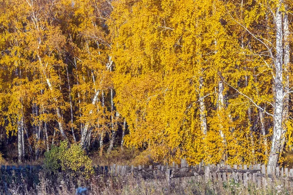 Φθινόπωρο Δάσος Πολύχρωμα Φυλλώματα Πτώση Στα Δέντρα Ένα Γραφικό Τοπίο — Φωτογραφία Αρχείου