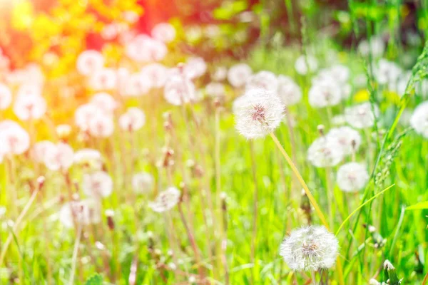 White Faded Dandelion Background Bright Green Grass — Stock Photo, Image