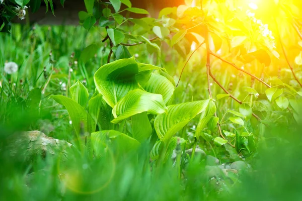 Feuillage Luxuriant Plante Décorative Hosta Funkia Fond Vert Naturel Belle — Photo