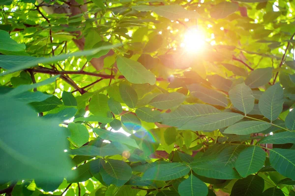 Young walnuts on the tree at sunset. Tree of walnuts. Green leaves background.