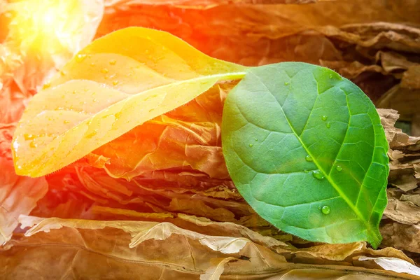 Tobacco leaf plant, tobacco planting garden agriculture farm in countryside, green leaves on stem plantation product from tobacco to smoke is unhealthy for people