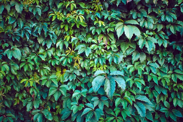 Folhas Uva Textura Fundo Planta Ornamental Para Jardim — Fotografia de Stock