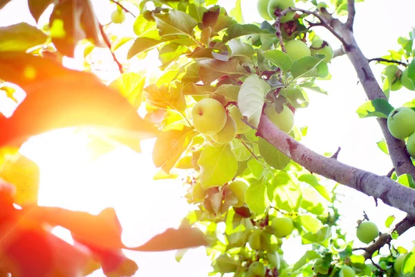 Green Apples Branch Ready Harvested Selective Focus — Stock Photo, Image