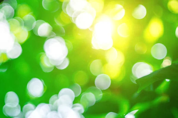 abstract blur green color for background, blurry and blurry effect spring concept for design