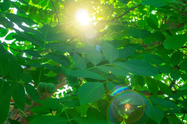 Πράσινα Καρύδια Ωριμάζουν Υποκατάστημα Της Δέντρο Πράσινα Φύλλα Close Ακτίνες — Φωτογραφία Αρχείου