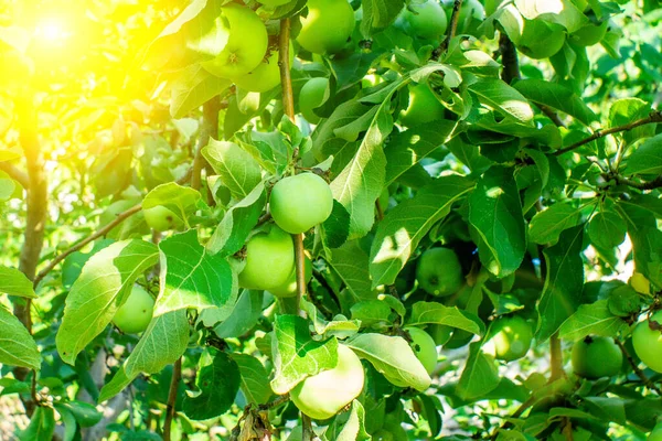 Apples Apple Tree Branches Ready Harvested Summer Fruit Garden — Stock Photo, Image