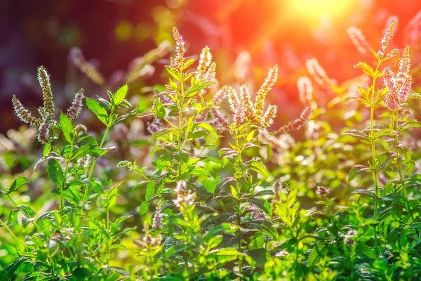 Ceca Silvestre Enfoque Selectivo Cultivo Plantas Orgánicas Contra Fondo Natural —  Fotos de Stock