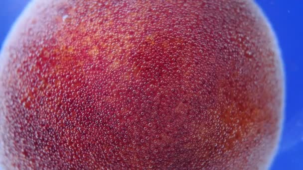 Fruta de color naranja sangre. enfoque selectivo. pomelo jugoso en agua. de cerca — Vídeo de stock