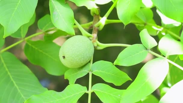 Las nueces verdes maduran de cerca con los rayos del sol brillante. Concepto de cultivo de fruta orgánica en el jardín — Vídeo de stock