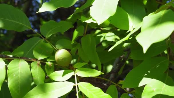 Valnötter mognar, på gren av träd med gröna blad närbild med strålar av ljus sol. Begreppet odling — Stockvideo