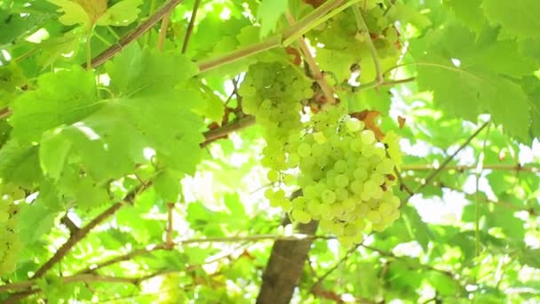 Hromádky zelených hroznů na vinici. na větvi v jasném slunečním světle