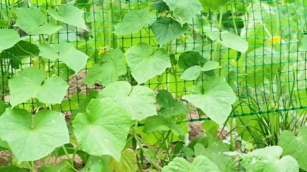 Rijpe groene komkommer op tak in kas. Oogsttijd. Verse biologische groenten concept. Veganistisch voedsel — Stockvideo