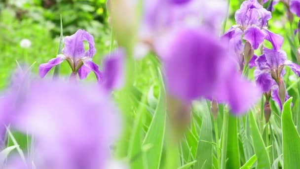 Irisbloem. Iris bloemen groeien in de tuin in de zomer. Mooie bloemenachtergrond. Irissen zijn er in vele kleuren. — Stockvideo