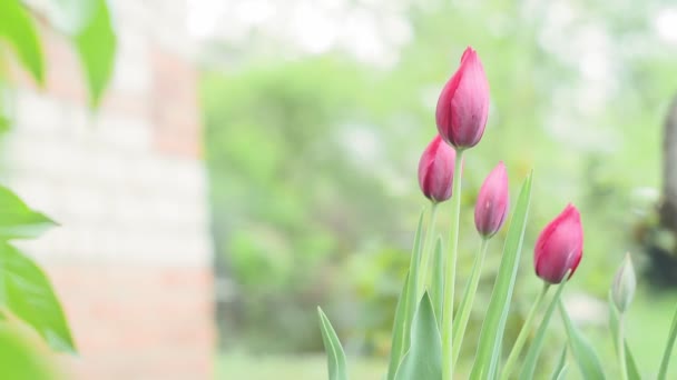 Rozmazané pozadí růžového tulipánového květu, mezi zelenými listy a jinými květy, selektivní zaměření. jarní květiny — Stock video