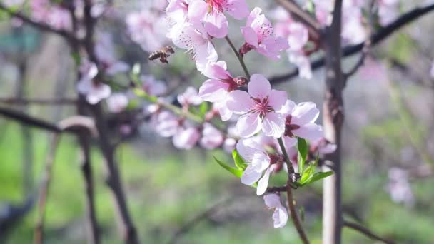 Flores de durazno cerca de la abeja poliniza la planta en primavera — Vídeo de stock