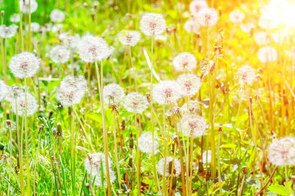 Meadow Dandelions Make Dandelion Wine Inglés Puesta Salida Del Sol — Foto de Stock