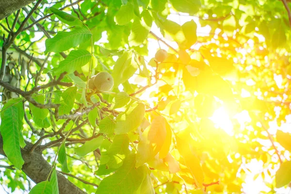 Nozes Verdes Amadurecem Ramo Árvore Com Folhas Verdes Fecham Com — Fotografia de Stock