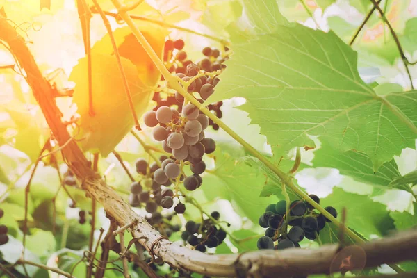 Cachos Uvas Pretas Vinha Uvas Cultivo Frutas Orgânicas Para Suco — Fotografia de Stock