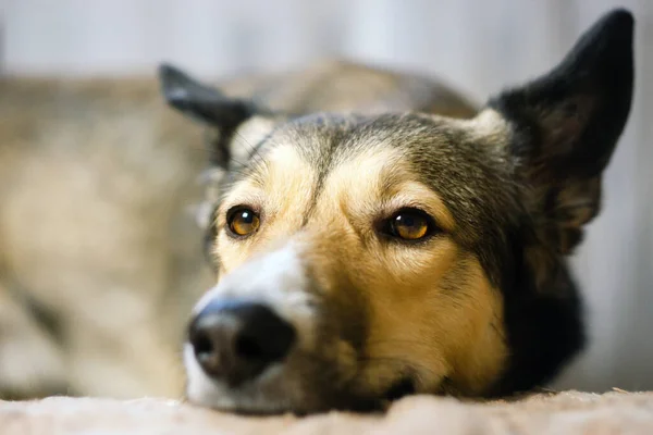 Luie Hond Valt Slaap Liggend Het Hondenbed Ontspannen Thuis Close — Stockfoto