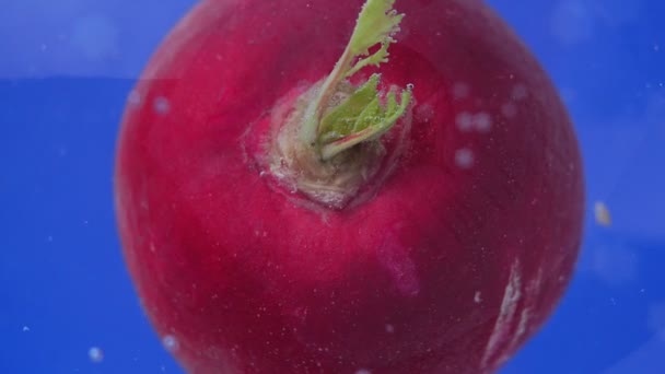 Primeros planos de verduras de rábano - bajo el agua macro, enfoque selectivo — Vídeo de stock