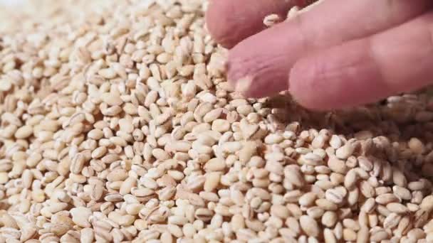 Hand Taking Pearl Barley cozinhar, nutrição saudável, Cozinha vegetariana — Vídeo de Stock