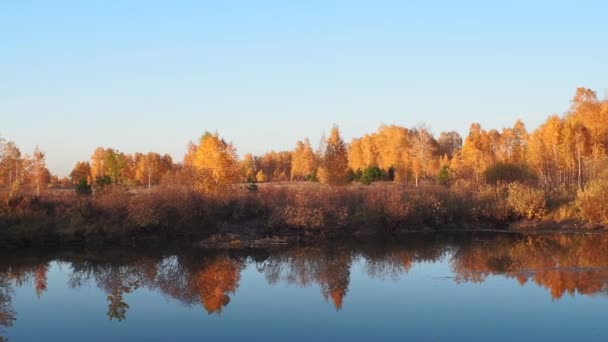 Outono floresta laranja-amarela na margem do lago em tempo ensolarado, à noite — Vídeo de Stock