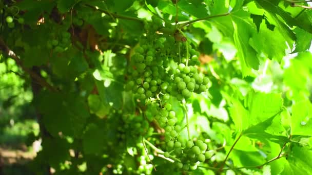 Uvas verdes en el viñedo enfoque selectivo. fruta orgánica madura en el jardín — Vídeos de Stock