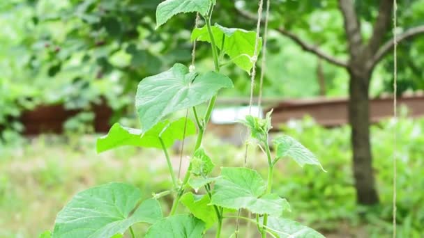 Folhas verdes de pepino. cultivo de produtos hortícolas orgânicos, floração no cultivo de produtos hortícolas orgânicos — Vídeo de Stock