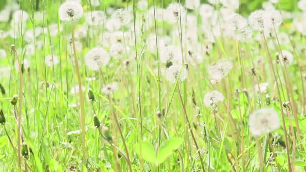 Fondo natural de verano de dientes de león. infocus fondo verano plantas con flores, día soleado brillante — Vídeo de stock