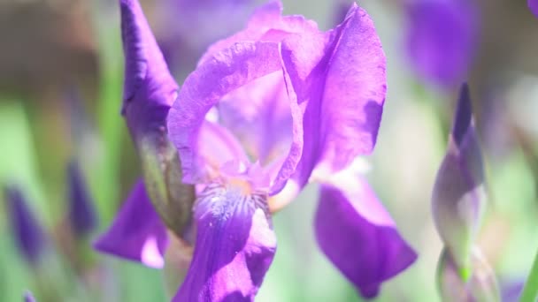 Iris flower on green, in a sunny spring garden, beautiful outdoor floral background with soft focus — Stock Video