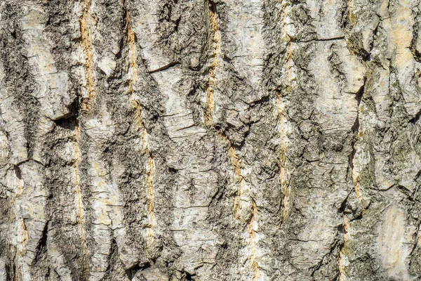Casca Árvore Close Textura Fundo Rachaduras Marrom Velho Para Design — Fotografia de Stock
