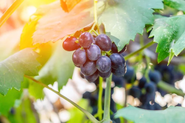 Zwarte Druiven Close Fel Zonlicht Een Natuurlijke Achtergrond Biologische Fruitteelt — Stockfoto