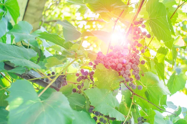 Trossen Druiven Een Wijnmakerij Wijngaard Vóór Oogst Vroege Herfst — Stockfoto
