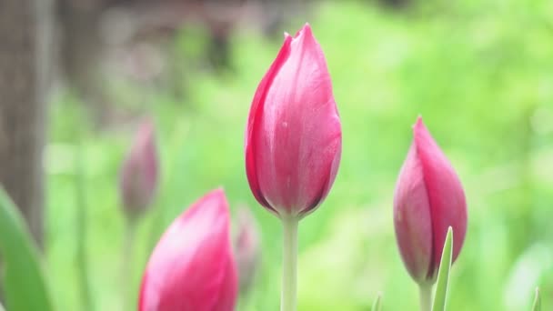 Rozmazané pozadí růžového tulipánového květu, mezi zelenými listy a jinými květy, selektivní zaměření. jarní květiny