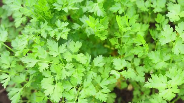 Petersilie lässt Pflanzen wachsen, die biologisches Gemüse anbauen Gewürze im Sommer, Frühling — Stockvideo