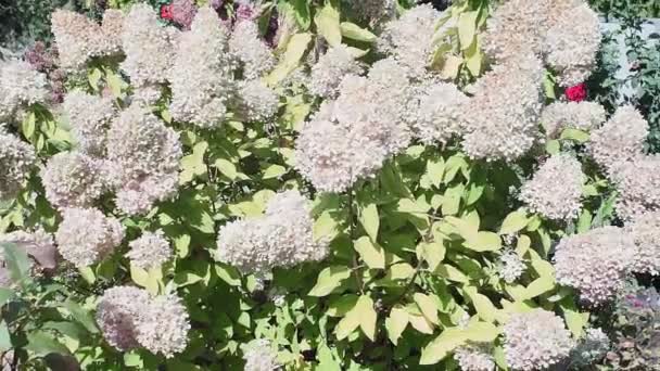 Hortensie paniculata Busch mit Hortensienblüten, die im Wind schwanken. Blütenstrauch im Sommer. Freizeitaktivitäten. Gartenblumen — Stockvideo