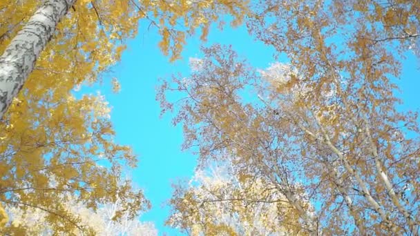 Autumn forest on a blue sky. autumn background — Stock Video