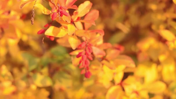Gojibär växt. Närbild video av barberry suddig bakgrund selektivt fokus — Stockvideo