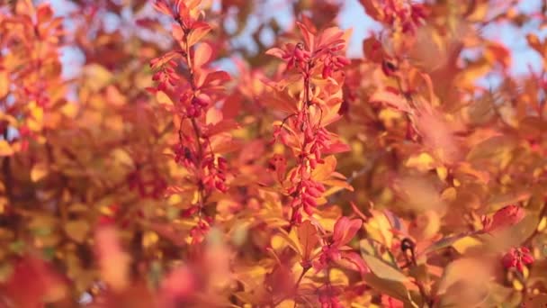 Bosbessenplant bedekt met bladeren en bessen close-up. — Stockvideo