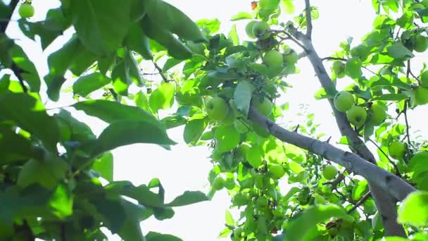 Manzanas maduras en ramas de árboles. Manzana jugosa en la rama del árbol . — Vídeo de stock