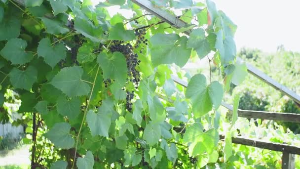 Стиглий чорний виноград у винограднику в сонячний день. стиглі фрукти для вина . — стокове відео