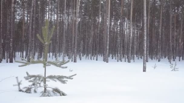 Sneeuwval in het dennenbos in de winter, achtergrond, weer — Stockvideo