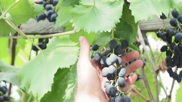 Corta uvas negras en el viñedo. Cosecha — Vídeos de Stock